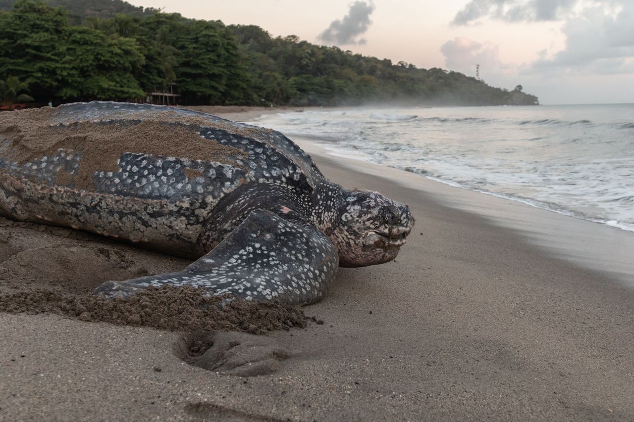 Turtle sets deep-sea record with 4,408-foot dive in Solomon Islands