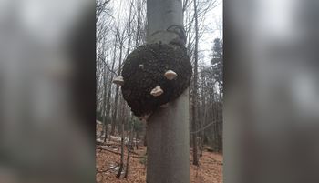 To nie dzieło AI. Leśnik aż wyjął telefon. "Rzadki przypadek"