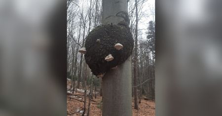 "Rzadki przypadek". Leśnik aż zrobił zdjęcie