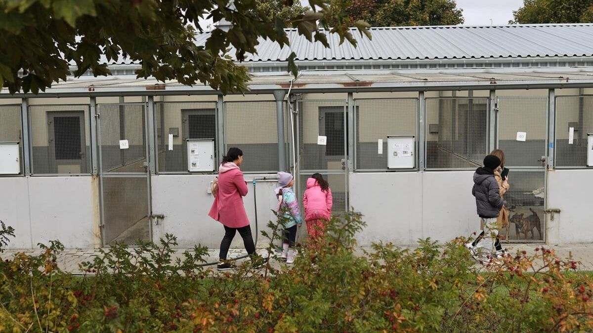 Schronisko dla bezdomnych zwierząt w Lublinie