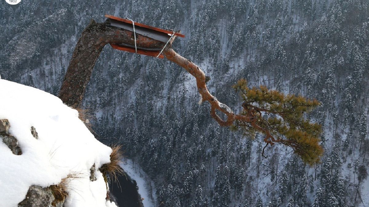 uszkodzona sosna w Pieninach