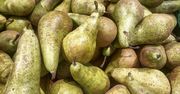 Polskie gruszki nareszcie w marketach. Oto ceny naszych owoców