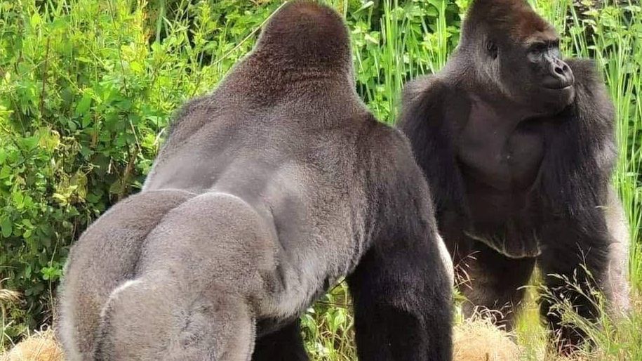 Goryle walczyły o maskotkę w Warszawie.