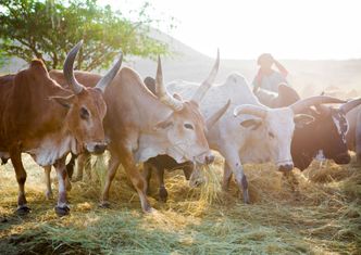 Polska mleczarnia pod Kilimandżaro. Fundacja inwestuje w Afryce