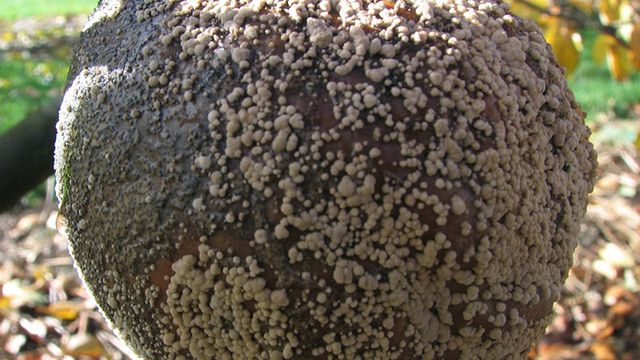 Samsung zaatakuje iPhone'a 5 również w Europie? 1