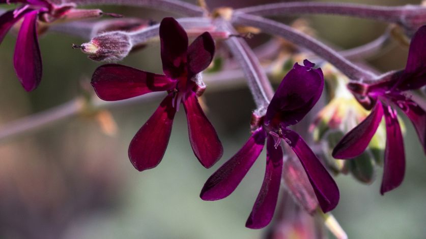 pelargonia afrykańska