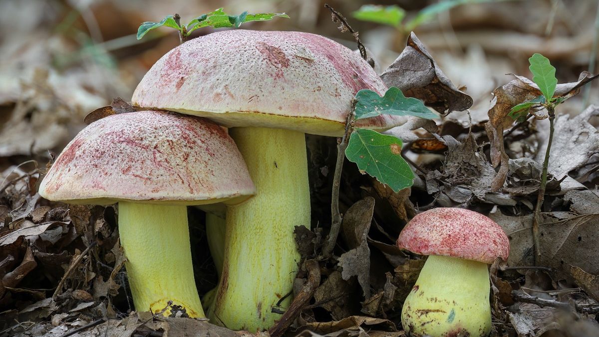 Widziałeś w lesie takiego grzyba? Lepiej nie zrywaj, bo możesz słono zapłacić
