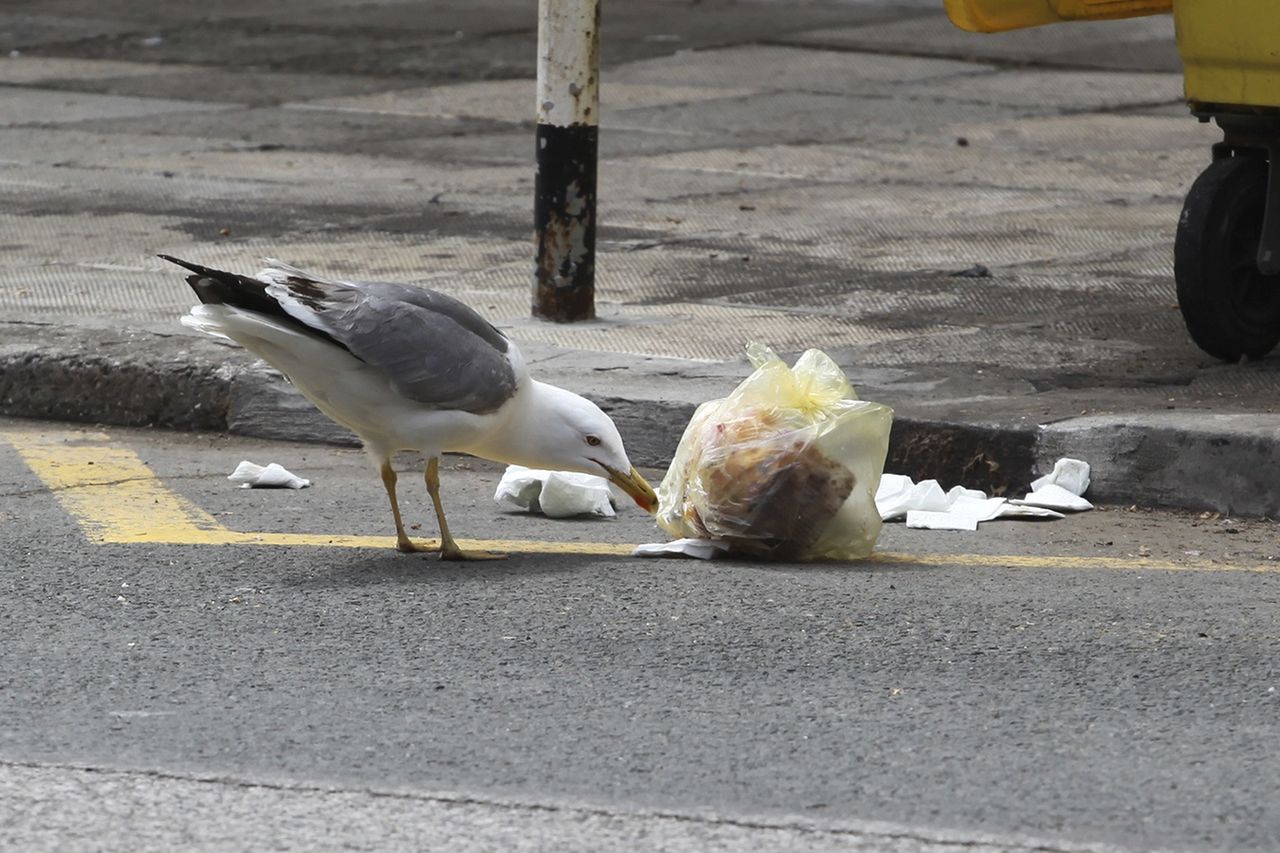 Kołobrzeg. Skrzydlate bestie zaśmiecają miasto. Urzędnicy wydali im wojnę