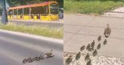Kacza rodzinka zablokowała ruch w centrum Warszawy. "Nikt nie protestował"