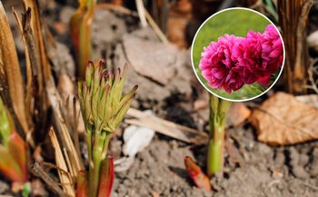 Rozpuść w wodzie i podlej piwonie. W sezonie obsypią się kwiatami