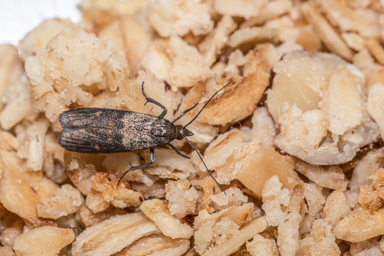 How to banish pantry moths: Simple and effective methods for a pest-free kitchen