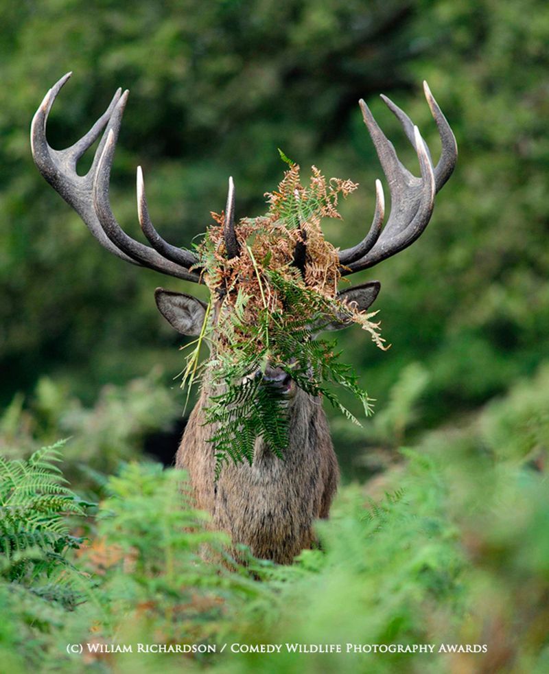 Fotografia przyrodnicza na bardzo wesoło, czyli konkurs 2015 Comedy Wildlife Photography Awards 6