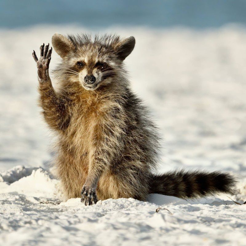 "Hello everyone"