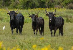 Stado byków uciekło z gospodarstwa. "Mogą być niebezpieczne"