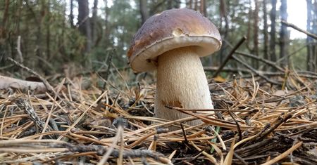 Tak odróżnisz prawdziwka od szatana. Oto najlepszy patent