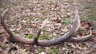 Straż Leśna rusza z coroczną akcją. Zbieracze poroża będą obserwowani