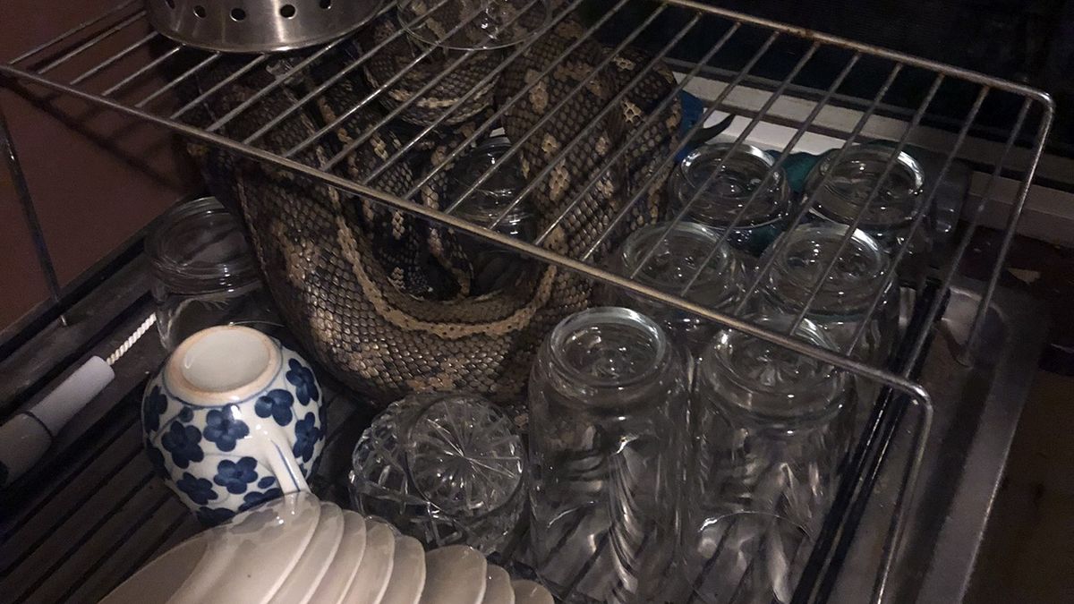 Keith Williams znalazł węża na suszarce do naczyń