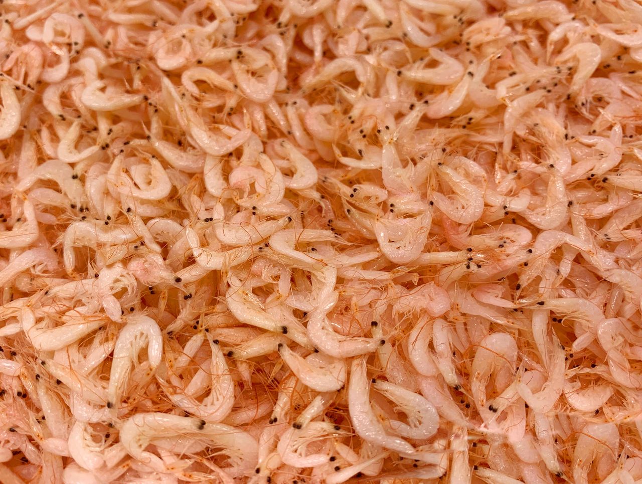 Jakie właściwości ma olej z kryla?