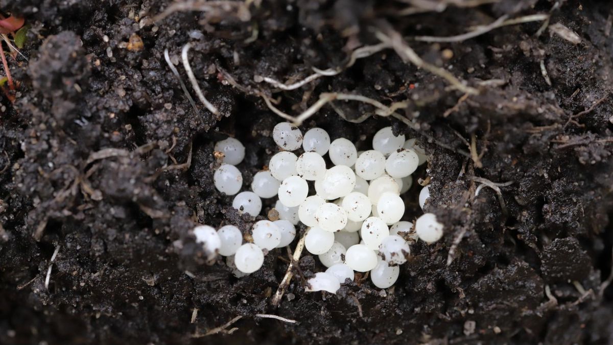 Inwazyjny gatunek zagraża zwierzętom domowym. Niszczy plony i jest nosicielem groźnych pasożytów