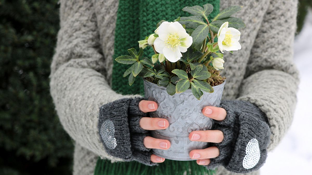 Jak uprawiać bożonarodzeniową różę?