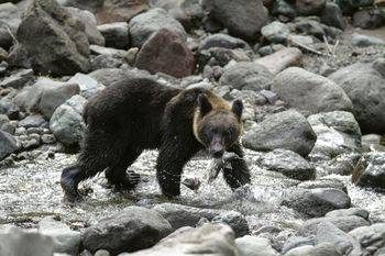 Japonia angażuje wojsko po serii ataków niedźwiedzi