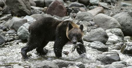 Japonia angażuje wojsko po serii ataków niedźwiedzi