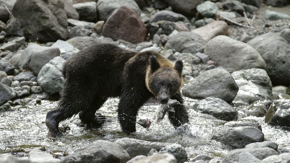 Niedźwiedzie atakują w Japonii