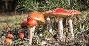 Grzybowy "Święty Graal". Może pojawić się w Polsce