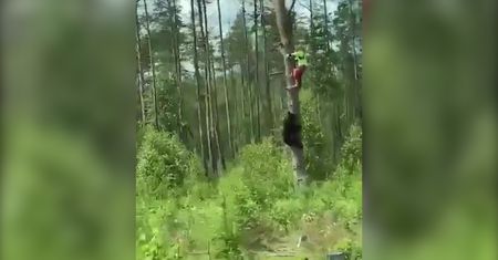Uciekł na drzewo przed niedźwiedziem. Przypadkowe nagranie