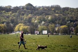 Spacer z psem w lesie. Nawet 5 tys. zł mandatu