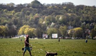 Spacer z psem w lesie. Nawet 5 tys. zł mandatu