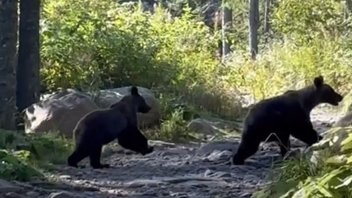 Dwa młode niedźwiadki pojawiły się  na szlaku w Tatrach Wysokich 