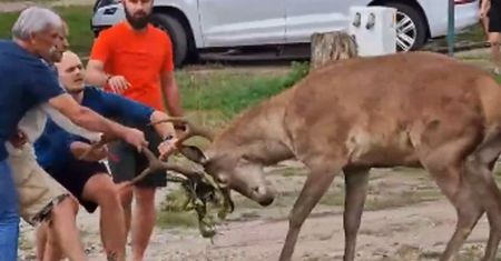 Jest bardzo agresywny. Uprzykrza życie w Zakopanem