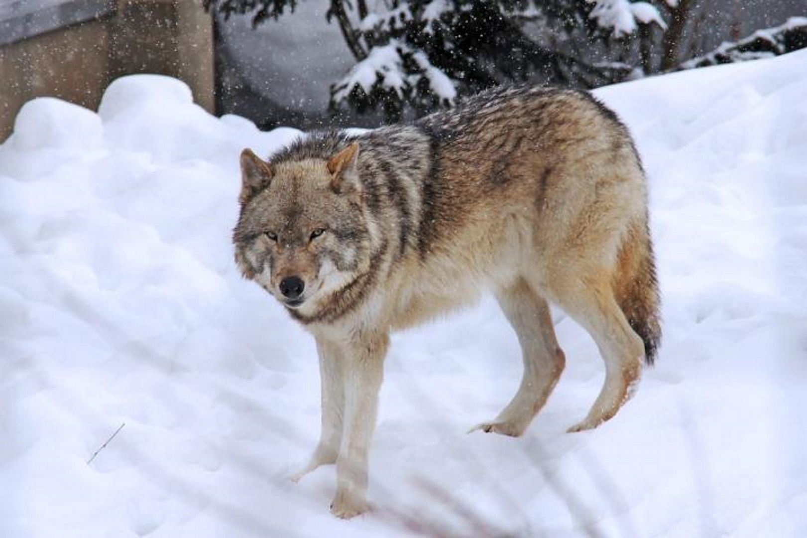 Wielkopolska. Gmina wydała ostrzeżenie przed wilkami