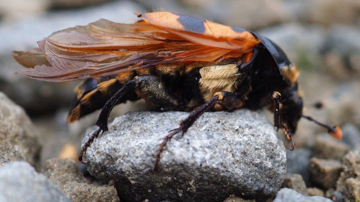 Leśnicy pokazali jego zdjęcie. Mało kto zna zwyczaje tego owada