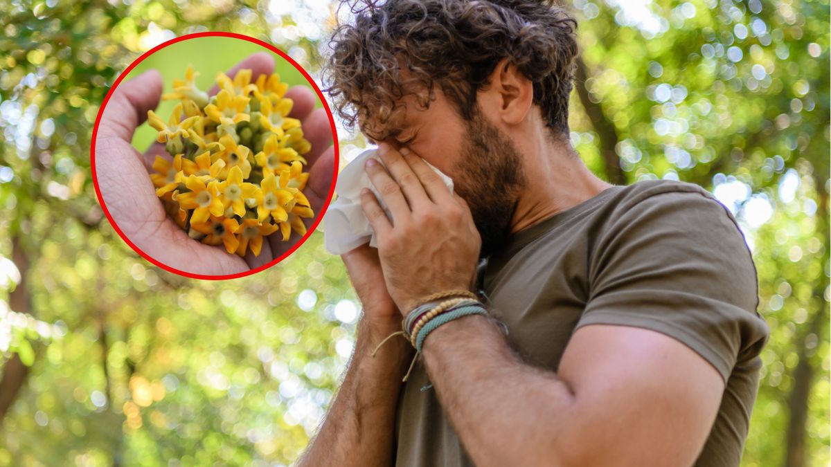 Pierwiosnek lekarski pomoże na grypę i przeziębienie, oczyści płuca