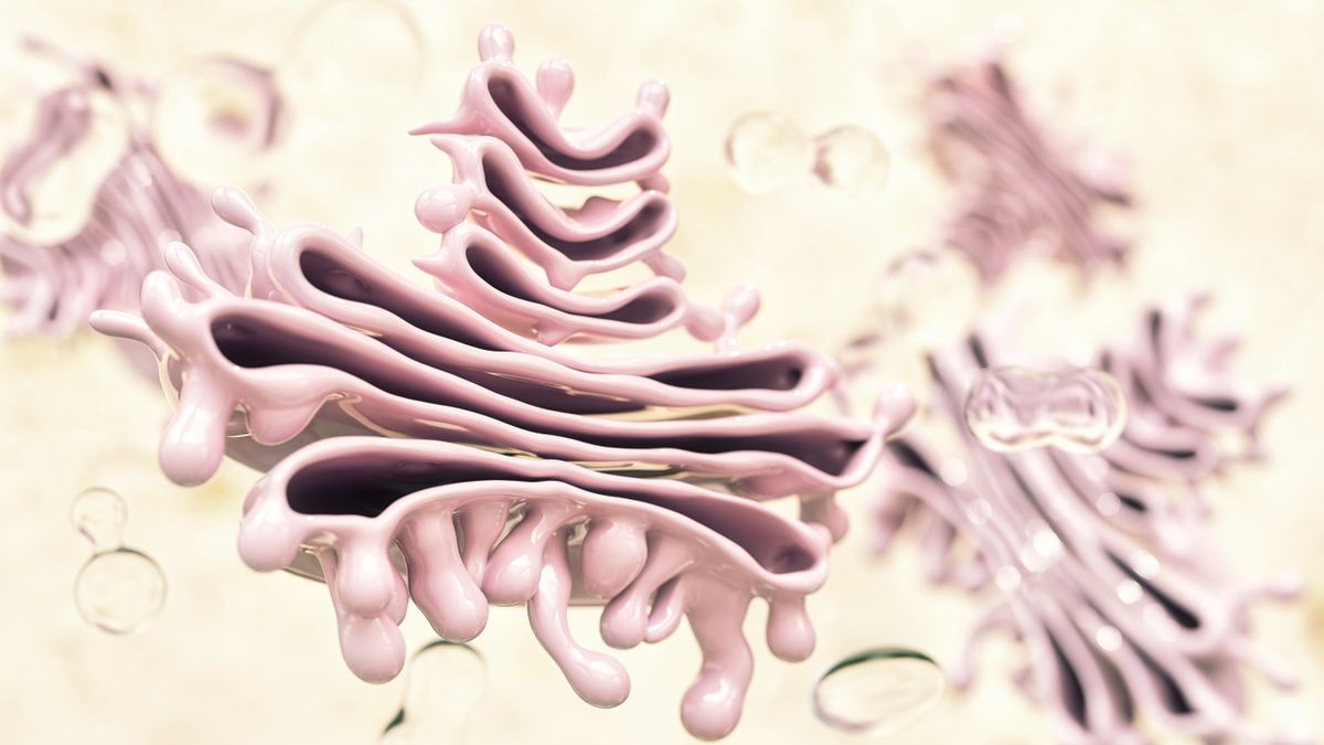 Aparat Golgiego składa się z błon złożonych z płaskich cystern, rurek i pęcherzyków