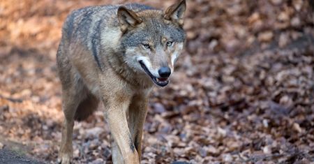 Dosłownie ją rozszarpały. To już kolejny atak wilków