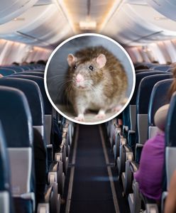 Biegał między siedzeniami. Samolot został uziemiony na ponad 30 godzin