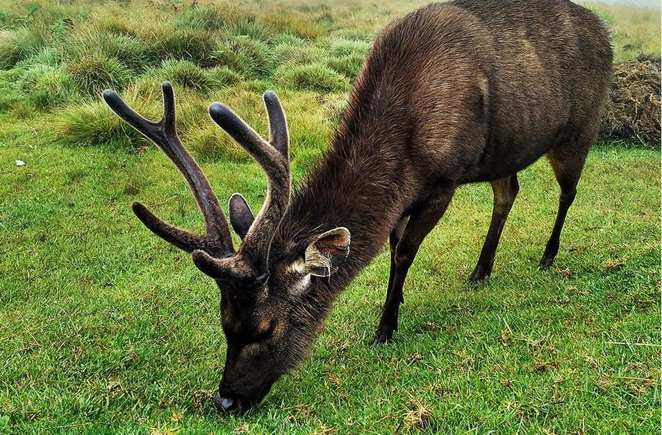 Xiaomi Redmi 3 oficjalnie. To się nazywa dobry stosunek ceny do jakości! 4
