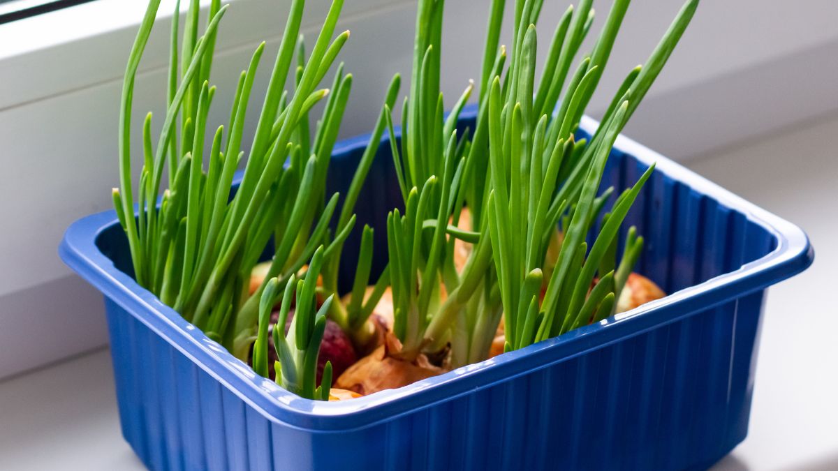 Szczypiorek - Pyszności