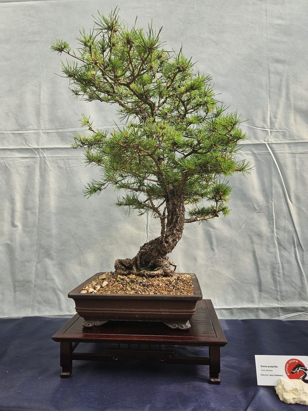 Na wystawie można było obejrzeć najpiękniejsze okazy bonsai