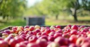 Polskie sady obrodziły. Jesteśmy największym producentem jabłek w Unii Europejskiej