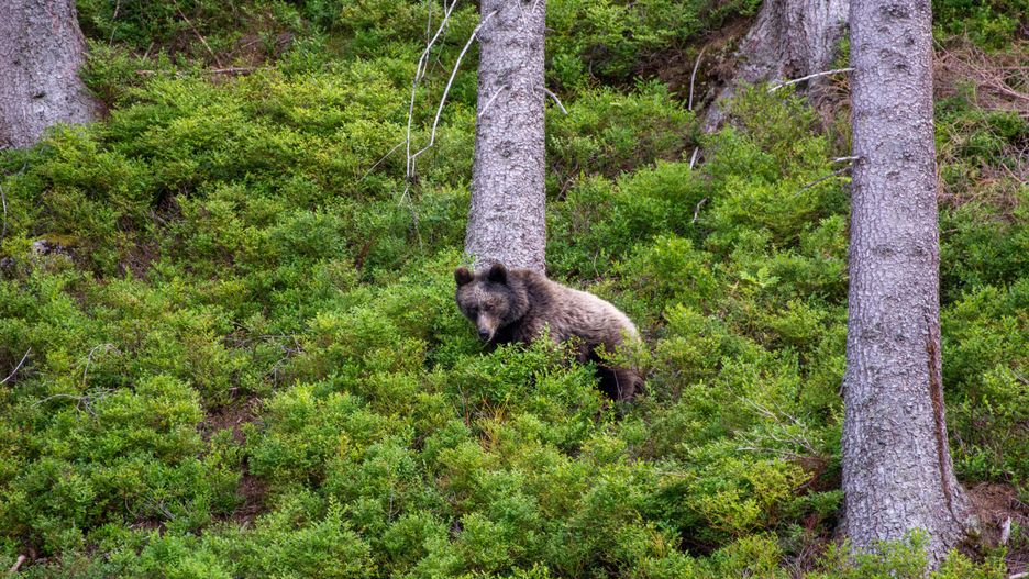 Młody niedźwiedź. Zdjęcie ilustracyjne