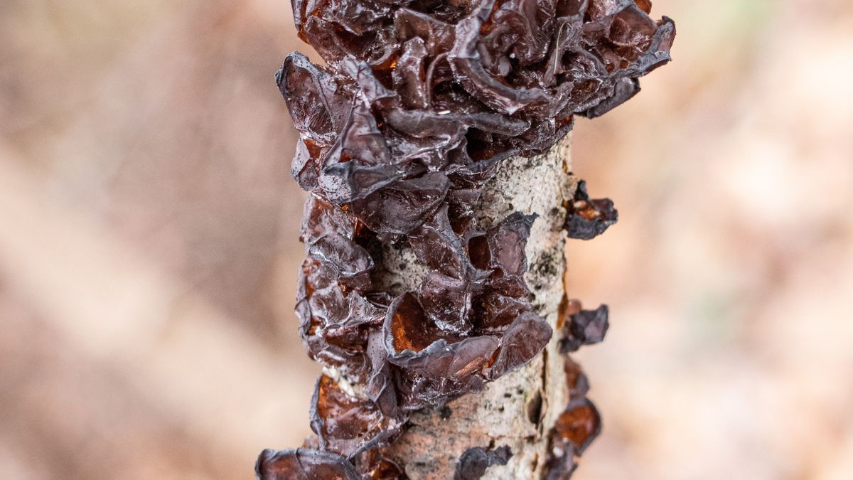 Rośnie na martwych gałązkach drzew i krzewów liściastych 