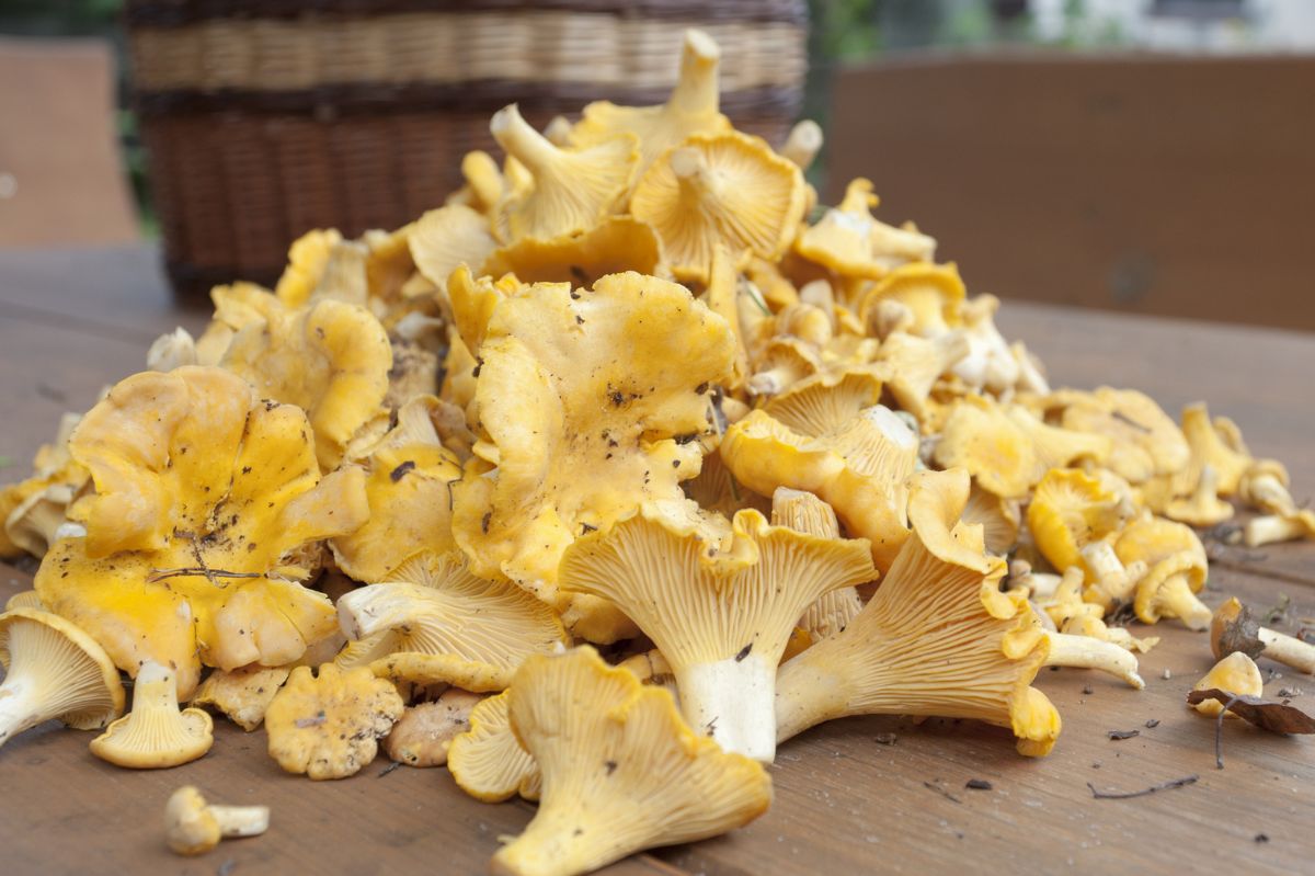 Grandmother's secret for perfectly clean chanterelles