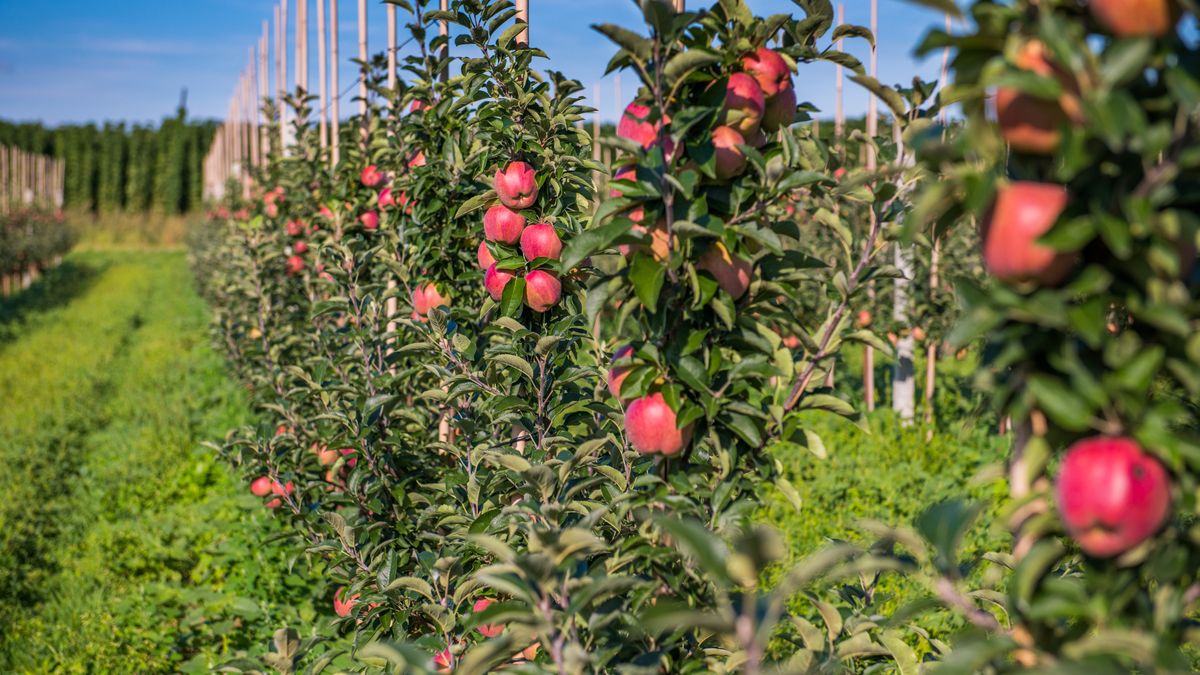 Jest upadłość zakładów Kampol-Fruit. Zdj. ilustracyjne