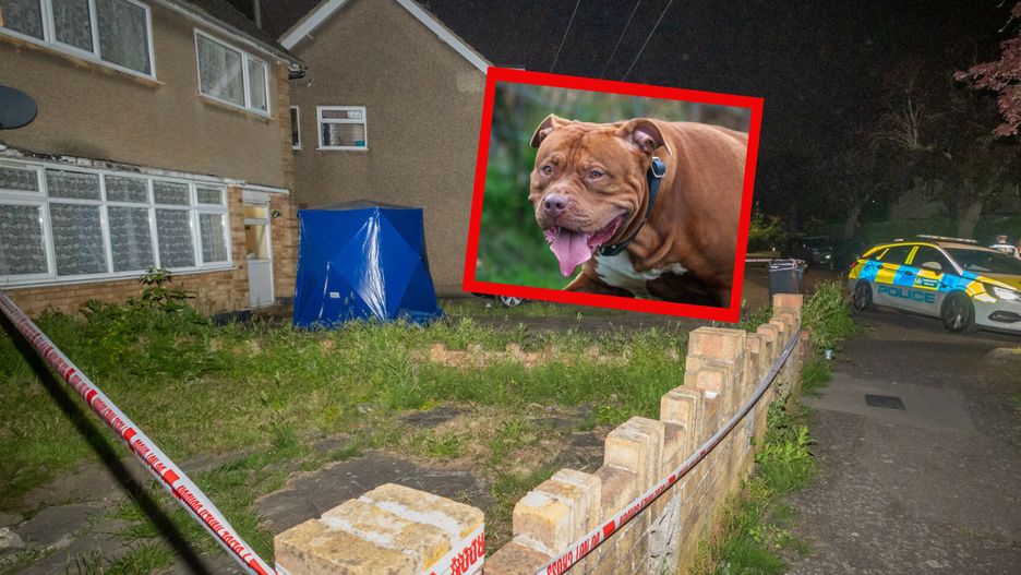 Dom w Hornchurch, gdzie psy asy American XL Bully zagryzły właścicielkę