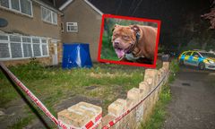 Psy-bestie zagryzły właścicielkę. Posiadała je legalnie