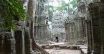 Ta Prohm - potęga przyrody